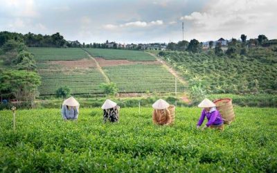 Unleashing AI: Reshaping Business, Job Market, and Sustainable Agriculture